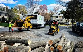 How Our Tree Care Process Works  in  Southport, NC