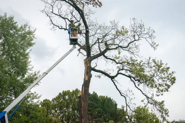 Mulching Services in Southport, NC