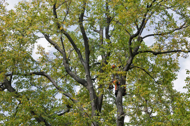 Professional Tree Services in Southport, NC